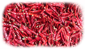 S-17 Teja Dried Red Chilli Suppliers in Guntur