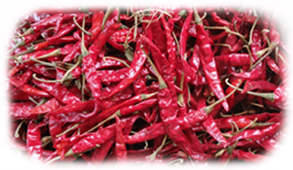 S-17 Teja Dried Red Chilli Exporters in Guntur