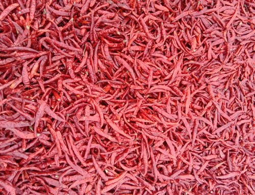 Dry Red Chilli price in Guntur