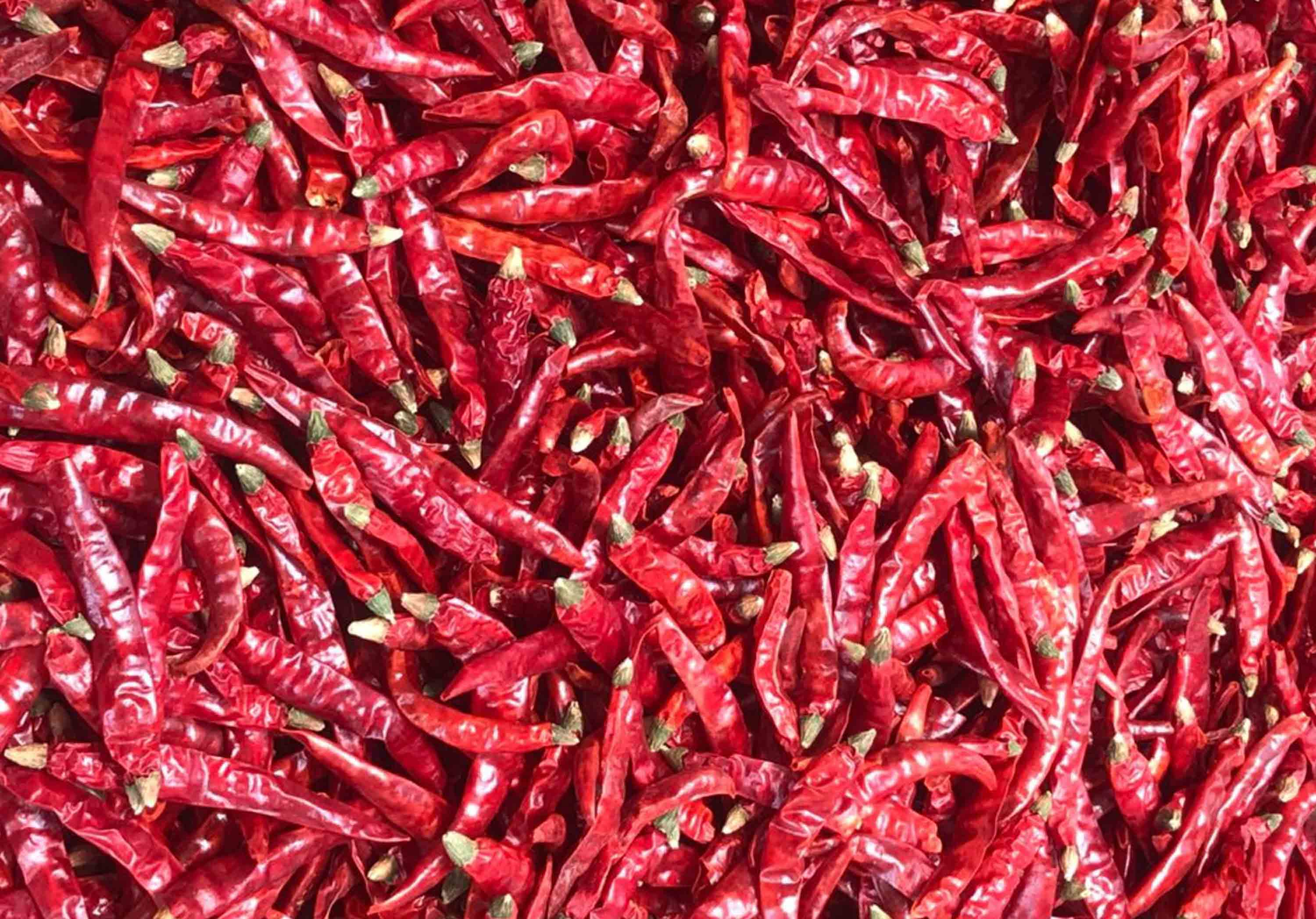 S-17 Teja Dried Red Chilli Suppliers in India