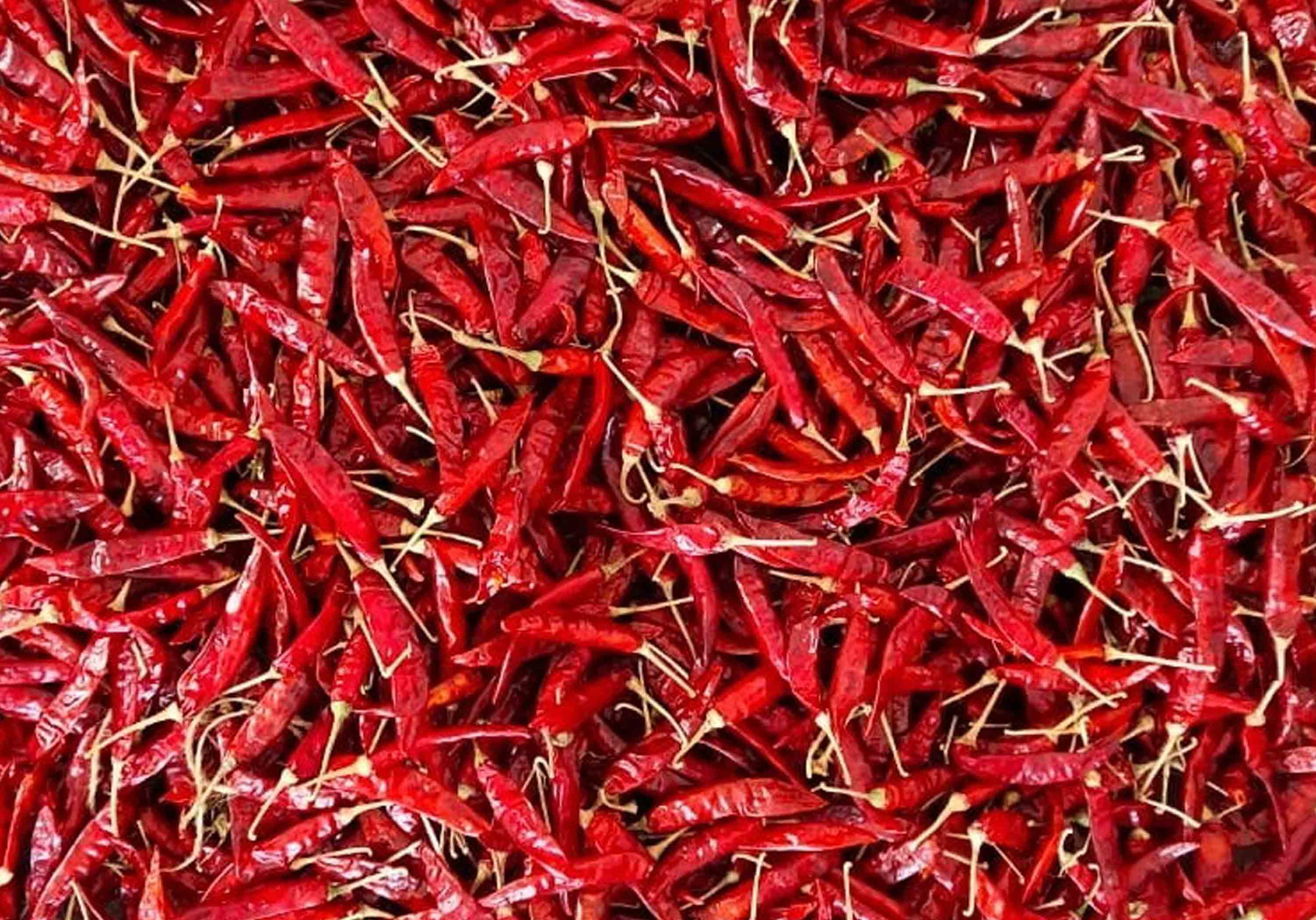S4 Sannam Dried Red Chilli Suppliers in India