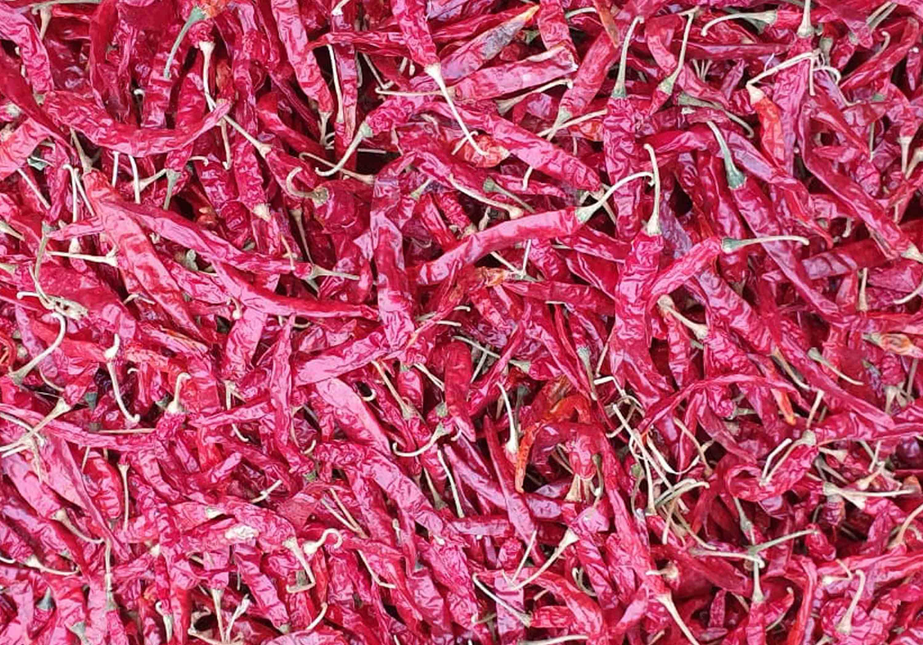 Wrinkle 273 Dried Red Chilli Suppliers in India