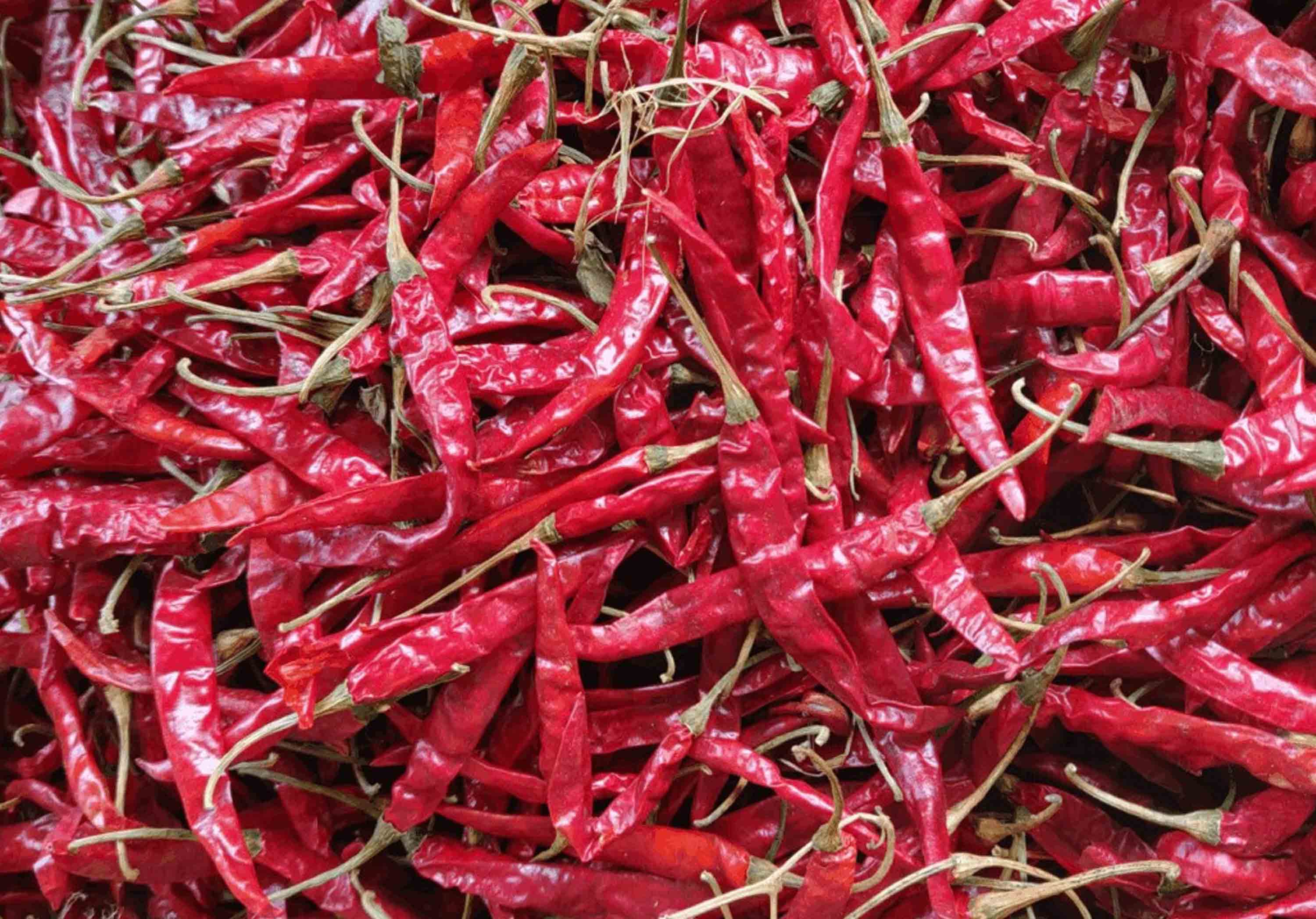 Dry Red Chilli Price in Guntur